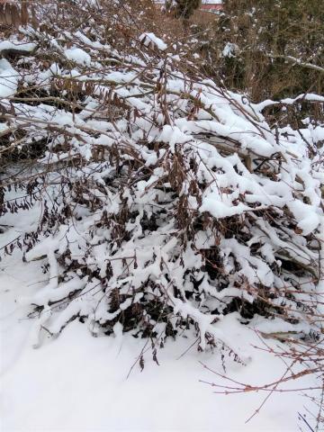 Hromada větví přikrytá sněhovou peřinou