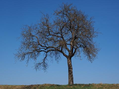 Jabloň