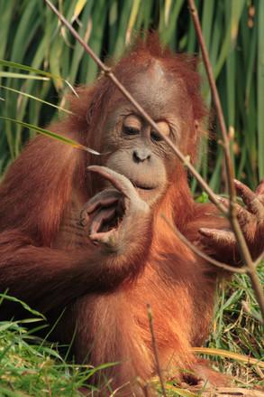 Orangutan