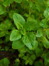 Oregano - dobromysl