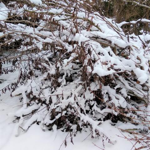 Hromada větví přikrytá sněhovou peřinou