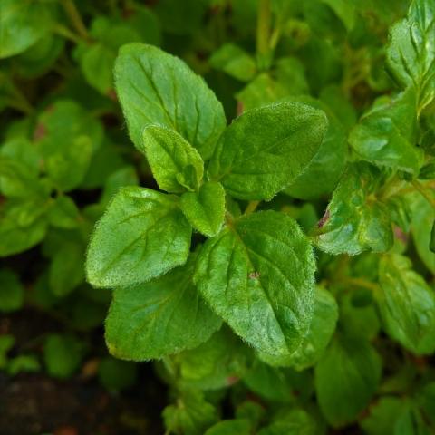 Oregano - dobromysl