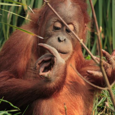 Orangutan