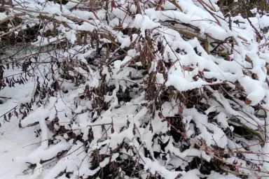 Hromada větví přikrytá sněhovou peřinou