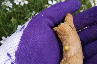 Oddenek zázvoru s narašeným pupenem