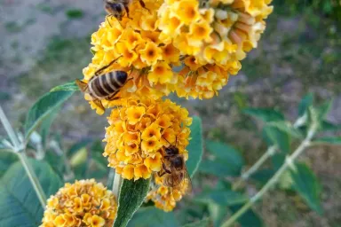 Včely na komuli v přírodní zahradě Včely na komuli v přírodní zahradě