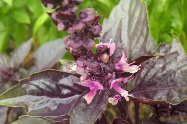 Bazalka pravá, odrůda s purpurovými listy Bazalka pravá, odrůda s purpurovými listy