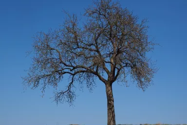 Jabloň