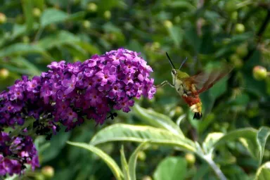Dlouhozobka na komuli