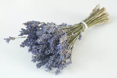 Levandule