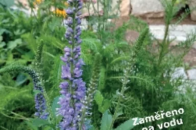 Kniha Rozmanitá zahrada - zaměřeno na vodu