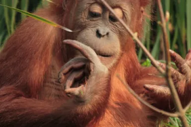Orangutan